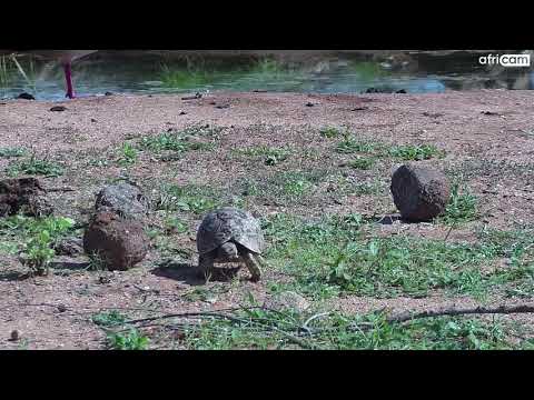 Leopard Tortoise and Egyptian Goose at Cat-EYE.