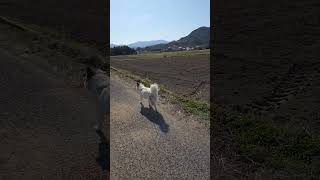 保護犬 #いぬのいる生活 #いぬのいる暮らし #いぬ
