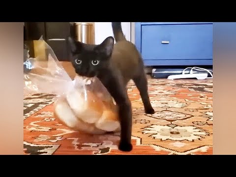 Cats makes their own rules.