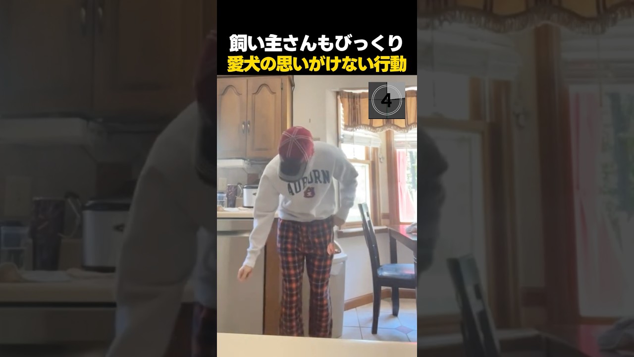 何してるの？主役を奪うレトリーバーの思いがけない行動