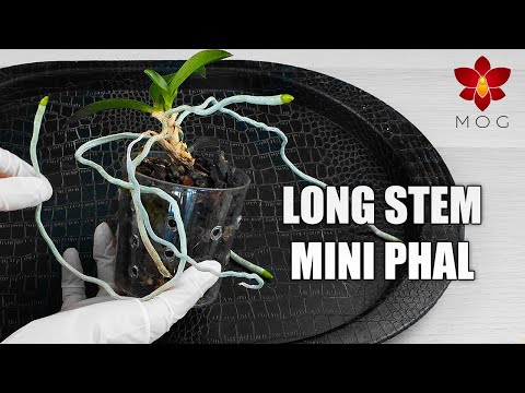 Long stem Mini Phalaenopsis - Trimming, repotting & root adjustment