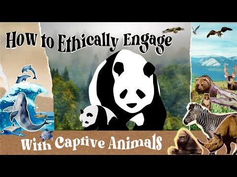 Cuidando dos Pandas Gigantes | Cuidando dos Pandas Gigantes |