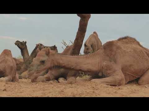 Dikke Lul Band - De Kamelenteen (official videoclip)