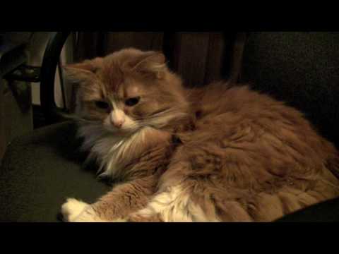 Puss - Canon HF11 Test