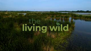 The Living Wild Promo