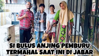 Download lagu ANJING PEMBURU VIRAL TERMAHAL SAAT INI DI JAWA BARAT mp3