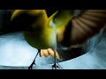 Clara La San Unplanned Visualizer