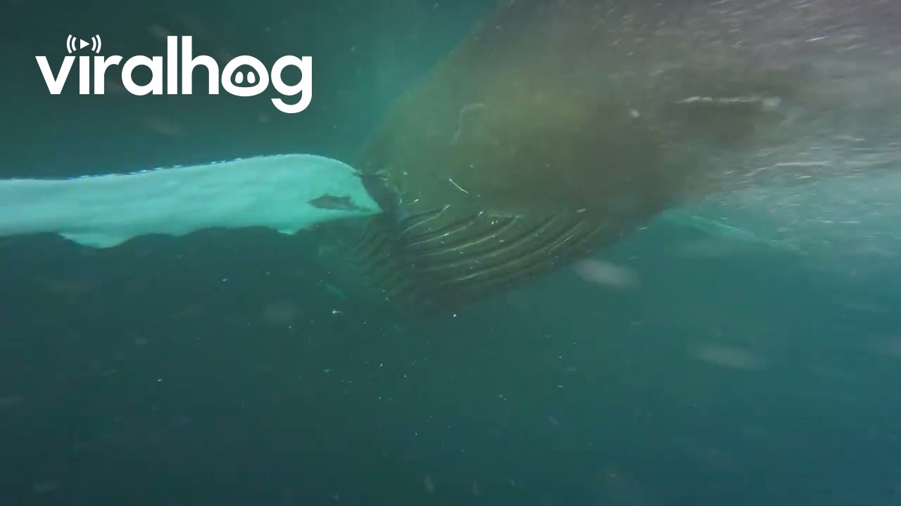 Swimming With Orcas And Humpback Whales || ViralHog