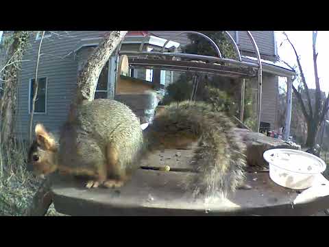 Fuzz Bob scares off Norm #squirrel