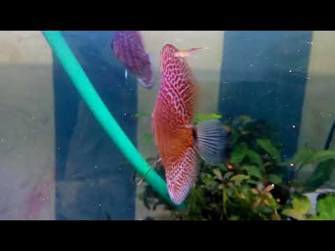 Amazing Discus Fish and Bucephalandra Tank