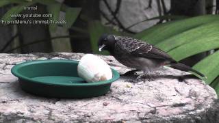 Nature &Trees - Red Vented Bulbul & Common Tailorbird