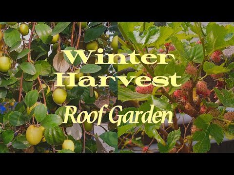 Winter Harvest | Roof Garden | Jujube (Kul) | Pomegranate (Daleem) | Orange | Blackberry |
