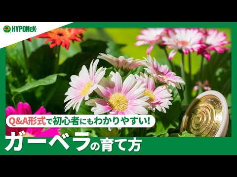 ガーベラの植え方は？雄大な花を育てるために知っておくべきことすべて  庭園