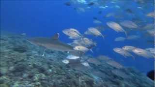 &#39;Fripp&#39; by Catherine Wheel