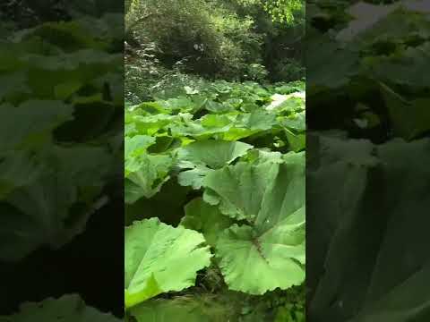 フキタンポポ 植物