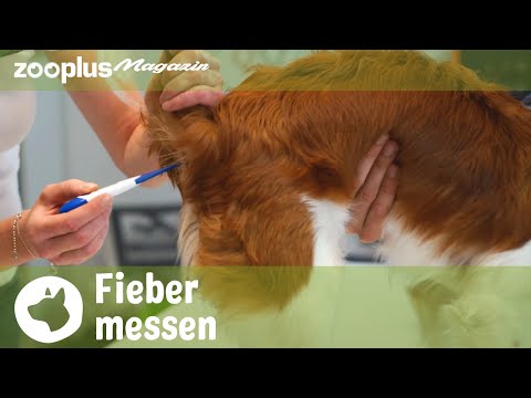 Wie messe ich Fieber bei einem Hund? Tipps & Tricks | Tierarzt Q&A | zooplus.de