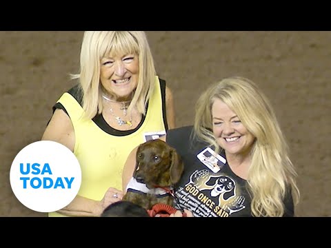 Beenie VonWeenie named 'Fastest Wiener of the West" in dachshund race | USA TODAY