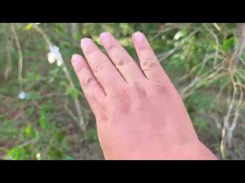 BONITA PARCELA HABITACIONAL DE 863,27 METROS EN ATIQUIZAYA CON ACCESO AGUA Y LUZ $16,500 NEG