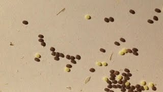 Bombyx mori - preparing eggs for hibernation