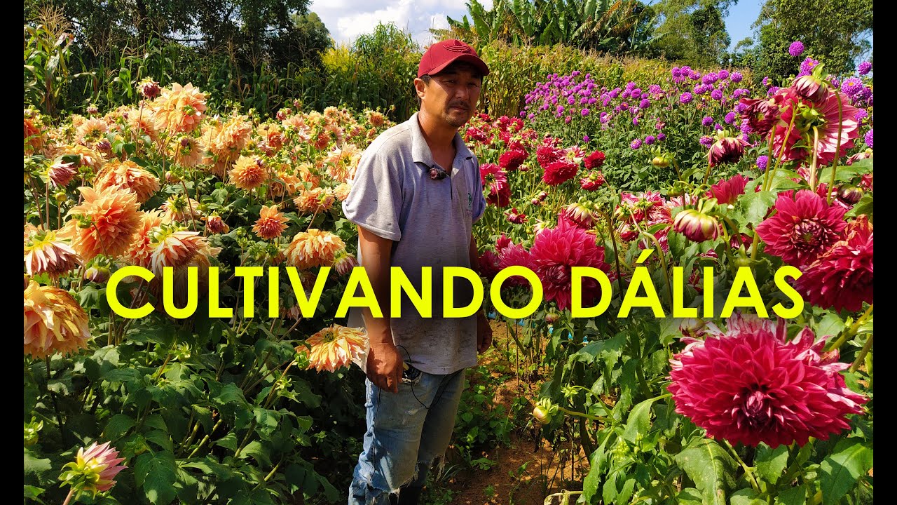 Dália Lindas Flores que precisa conhecer, Dicas e Cultivo