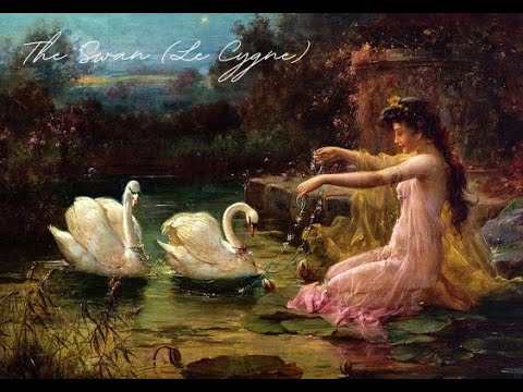 saint-saens: the swan (le cygne) with rain | 1 hour study, sleep, relax