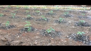 TOMATOES - PLANTING STEP-BY-STEP (OAG 2015)