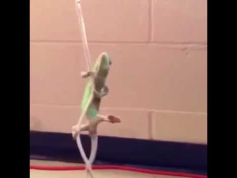 La mejor imitacion de miley cyrus😎😂