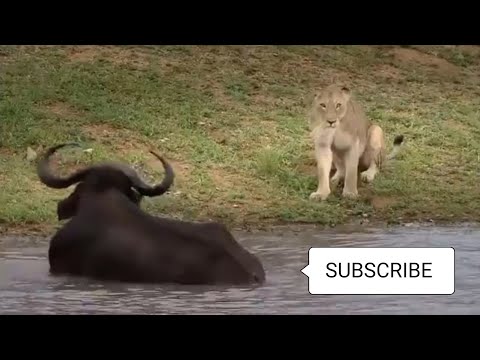 Lionsess  Target A Strong  But Heavily Injured & Wounded Buffalo who got left behind by  his horde
