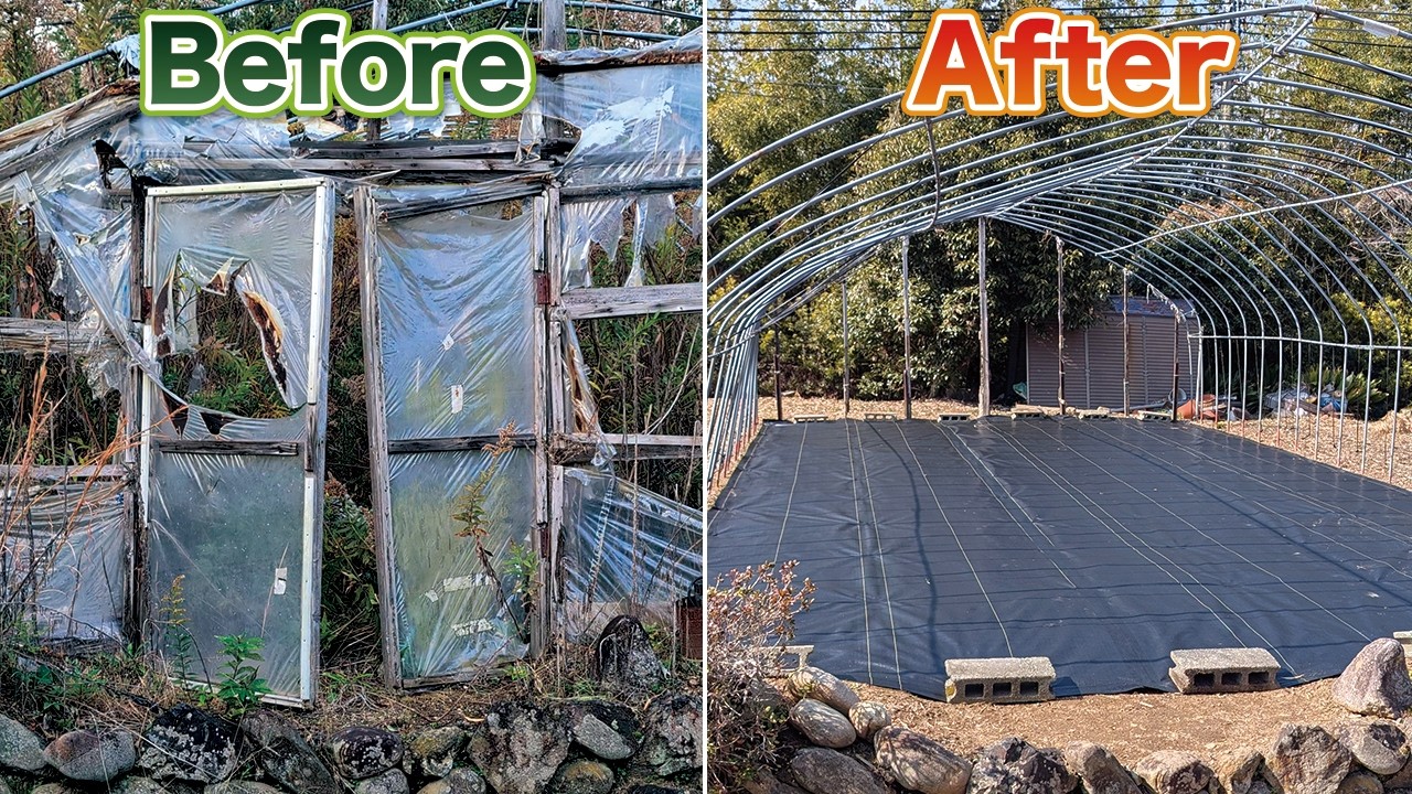 【今のうちに雑草対策】夏になると手遅れになりますよ。