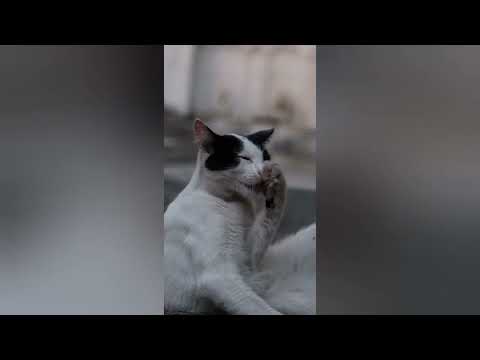 Funniest cats and birds vedio 2023