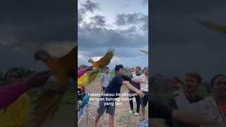 Download lagu Tes lepas burung Macaw harga 1Milyar‼#birds #viral #parrot #shorts mp3