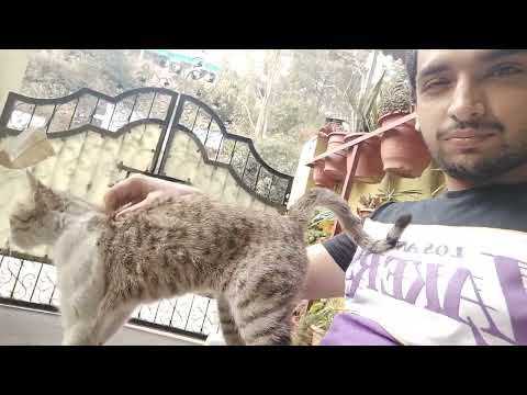 Scratches and purring 🐾