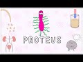 Proteus mirabilis: Morphology, Pathogenesis, Clinical significance, diagnosis (Microbiology)
