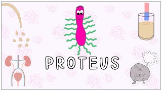 Proteus mirabilis: Morphology, Pathogenesis, Clinical significance, diagnosis (Microbiology)