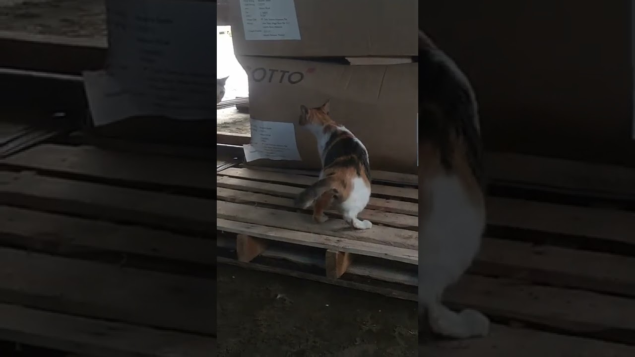 Viral kucing ngentot di tempat umum gaes #shorts #videoshorts