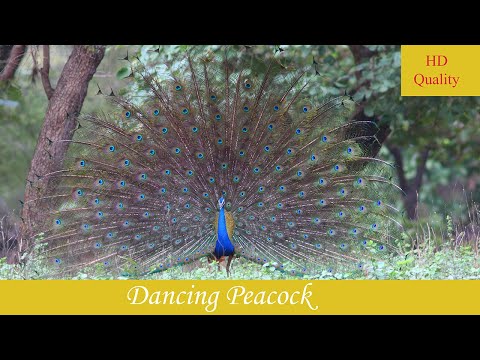 मोर नृत्य Peacock Dance all in its Glory - Ranthambore