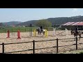 Hongre BWP Cheval de Sang Belge A vendre 2016 Gris par El torreo de muze
