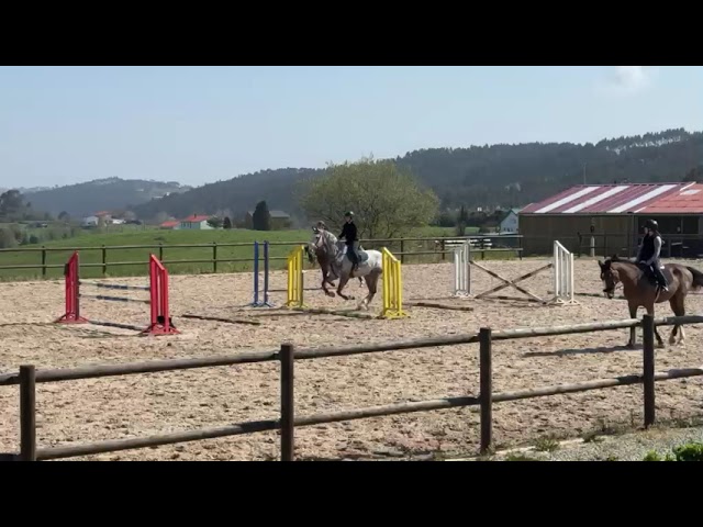 Hongre BWP Cheval de Sang Belge A vendre 2016 Gris par El torreo de muze