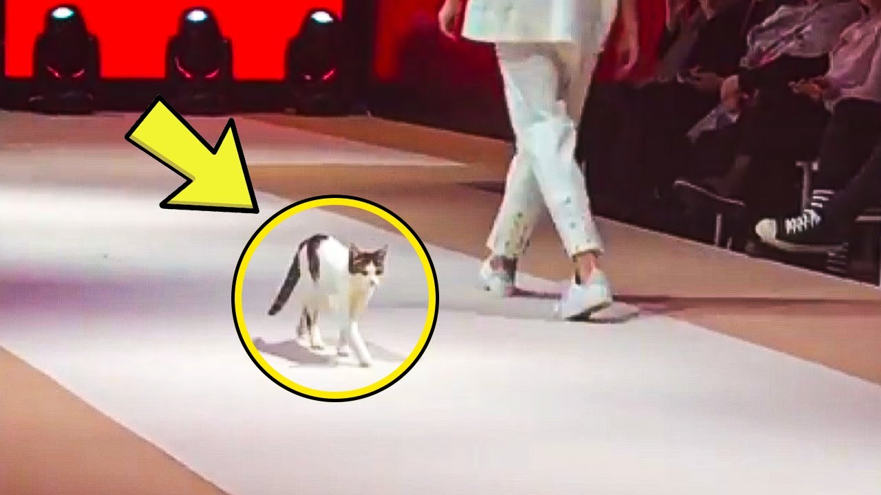 This Cat Crashes Fashion Runway – Then Something Incredible Happens!