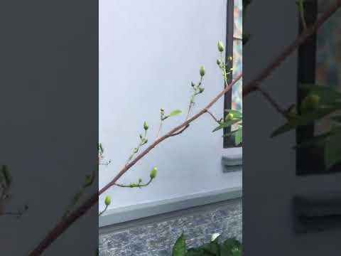 Mai vàng miền Bắc