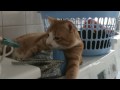 Washing Machine Cat