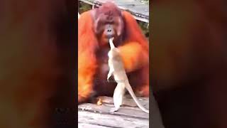 Download lagu This ANIMAL CHOSE THE WRONG OPPONENT part #010 #animal #monkey #gorilla mp3 Download lagu This ANIMAL CHOSE THE WRONG OPPONENT part #010 #animal #monkey #gorilla mp3