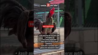 Download lagu Rawatan Ayam Pukul #ayam #chicken #solusi #edukasi #cacingan mp3