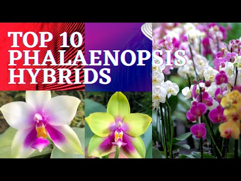 Top 10 phalaenopsis hybrids | hanging phalaenopsis | #beautifulorchids | #orchidflower | #flowers