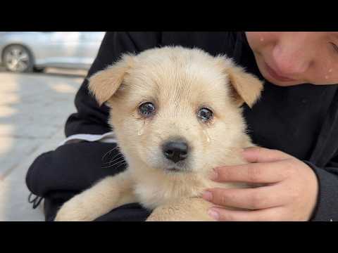 Don't leave me behind, let me come with you 😢 (Full video about the abandoned dog until it grew up)