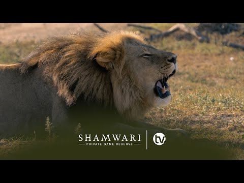 A Failed Giraffe Hunt - Piecing Together the Story