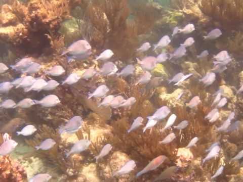 "Peaceful Warriors" Underwater in the BVI, music by Vargo, feat. Dan Millman