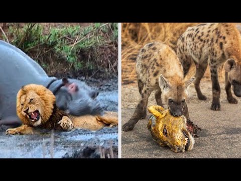 10 Times the Lions Lost the Battle