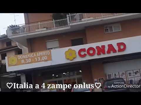 Priverno LT trovato questo cagnolino a Via della Valle info Whatsapp 3890075436