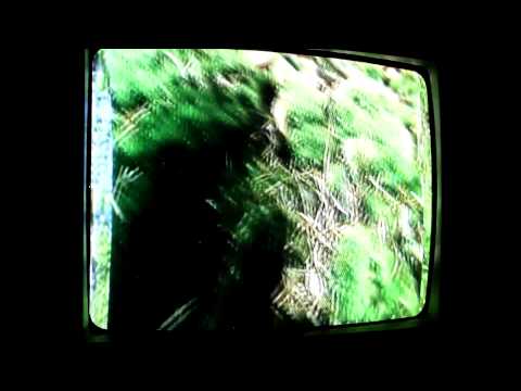 Gabriel Bruce - El Musgo